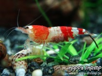 Crystal Red