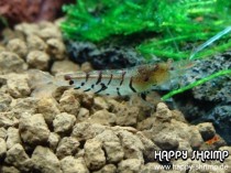 Tigergarnele