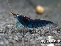 Tigergarnele