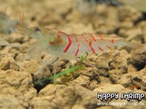 Tigergarnele