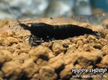 Tigergarnele