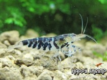 Schwarze Tigergarnele