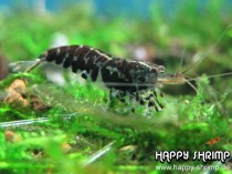 Schwarze Tigergarnele
