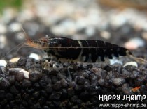 Schwarze Tigergarnele