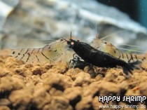 Schwarze Tigergarnele