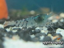 Tigergarnele