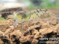 Tigergarnele